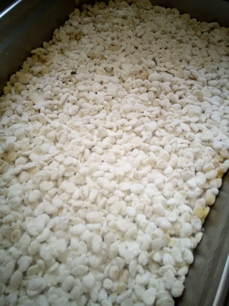 koji favabönor åkerböna.webp