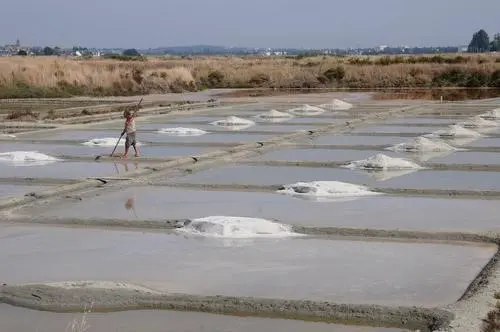 Torkning av ekologiskt salt